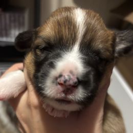 American Corgi Puppies from Montgomery Corgis