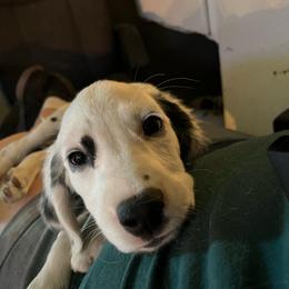 Ginger- Long Coat-Orange - White and black female Dalmatian puppy in Claremore, Oklahoma from Lotsofdots Dalmatians