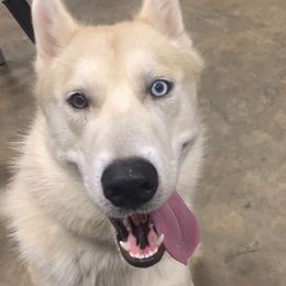 Bruno - Siberian Husky