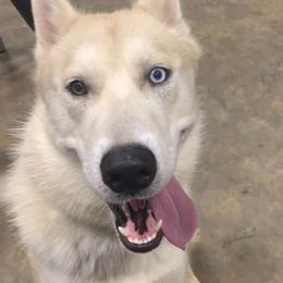 Bruno - Siberian Husky