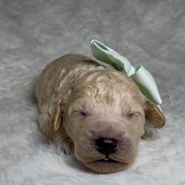 Teal Collar Girl - Cream female Goldendoodle puppy in Litchfield, Connecticut from Gracie Doodles CT