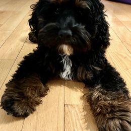 Cockapoo Puppies from Lulu's Cockapoos