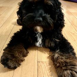 Cockapoo Puppies from Lulu's Cockapoos