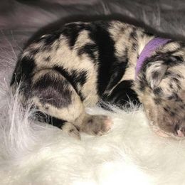 Poodle Puppies from Timber Hills Poodles and Doodles