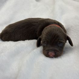 Dachshund and Pomeranian Puppies from AzDachshunds&poms
