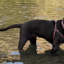 Labrador Retrievers from Nevada Labradors