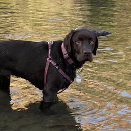 Labrador Retrievers from Nevada Labradors