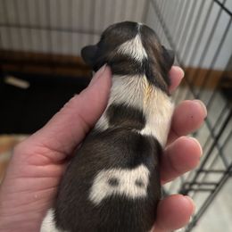 Boy 6 - Liver and white male Shih Tzu puppy in Manlius, New York from Dorothy Agrippino's Shih Tzus