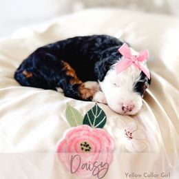 Daisy - Tri-color female Bernedoodle puppy in Mahomet, Illinois from Jordan Family Doodles