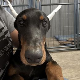 Boy 10 (green collar) - Black and rust male Doberman Pinscher puppy in Elgin, Texas from New Horizons Kennels