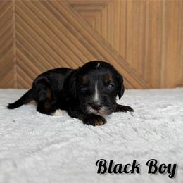 Black boy - Tri-color male Bernedoodle puppy in Modesto, California from Two Doods Doodles