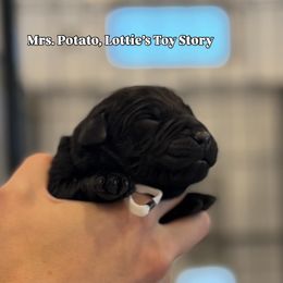 Mrs. Potato - Black female Labrador Retriever puppy in Owosso, Michigan from Bennington Retrievers