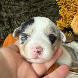 Sprinkles Natural Tail - Blue merle and white female American Corgi puppy in Paxton, Illinois from McGovern Family Corgis