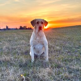 Sal - Labrador Retriever