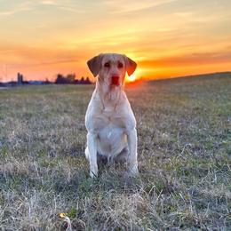 Sal - Labrador Retriever