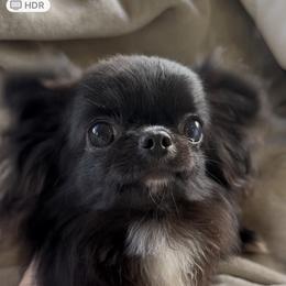 Aly 4500 - Black female Chihuahua puppy in El Sobrante, California from Dolce Coco Chihuahuas