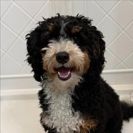 Miika - Bernedoodle