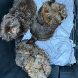 Shih Tzu Puppies from Golden Goddess Shih Tzu's