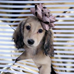 Cinnamon - Cream female Dachshund puppy in Zephyrhills, Florida from Dapper Doxies