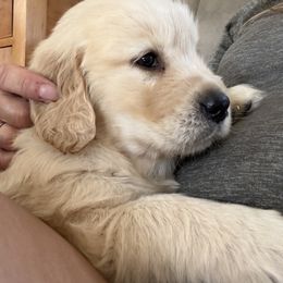 Buddy - Light golden male Golden Retriever puppy in Grant County, Indiana from On The Sunny Side Pavey Farms