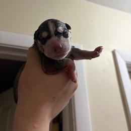 Zero - Gray and white male Siberian Husky puppy in Canton, Ohio from Bleu Skies Siberian Huskies