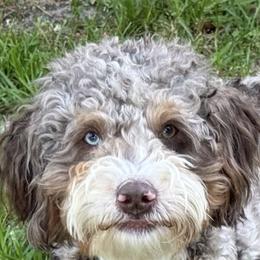 Liam - Bernedoodle