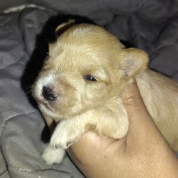 Cream boy - Wheaten male Miniature Schnauzer puppy in Florida from Central Florida Schnauzers