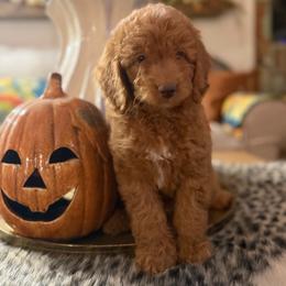 Orange Collar Girl - Red  female Goldendoodle puppy in San Augustine, Texas from Vintage Doodles