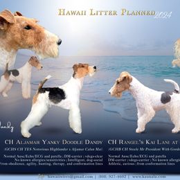 Wire Fox Terrier puppies from Kaunala Wire Fox Terriers