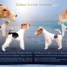 Wire Fox Terrier puppies from Kaunala Wire Fox Terriers