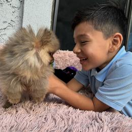 Pomeranian Puppies from Uniquepombabies
