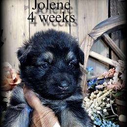 Jolene - Black and tan female German Shepherd puppy in Sequim, Washington from German Shepherd Haus