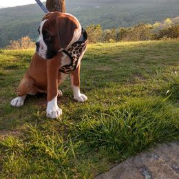 Boxer Puppies from Whynot Blue Ridge Mountain Boxer's
