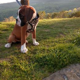 Boxer Puppies from Whynot Blue Ridge Mountain Boxer's