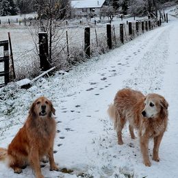 Golden Retrievers from Elk Haven Farm