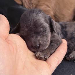 Journey - Merle female Cavapoo puppy in Battle Lake, Minnesota from Panda Puppies