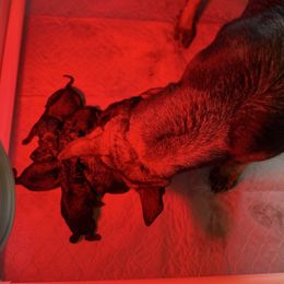 Boy 1 - Sable male German Shepherd puppy in Denver, Colorado from Morales Kennels