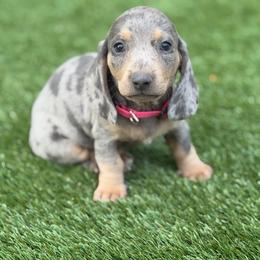 Daisy - Dapple female Dachshund puppy in Georgetown, South Carolina from Muddy Bay Kennels