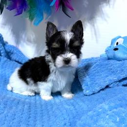 Boy1 - Black tan and white male Biewer Terrier puppy in Roswell, Georgia from CG Tiny Paws