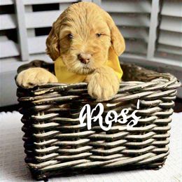 Ross - Caramel red Australian Labradoodle puppy in Sun City, Arizona from Blue Line Doodles of Arizona
