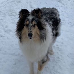 Collies and Papillons from Glenara Collies & Papillons