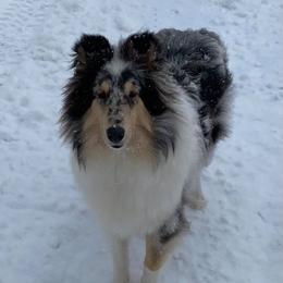 Collies and Papillons from Glenara Collies & Papillons
