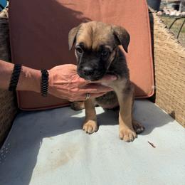 Girl 1 - Fawn female Cane Corso puppy in Prescott Valley, Arizona from Willow’s Meadow