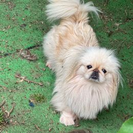 Jada - Cream Pekingese puppy in Cumming, Georgia from Imperial Pekingese