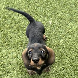 Dachshund and Doberman Pinscher Puppies from Notori Dobermans