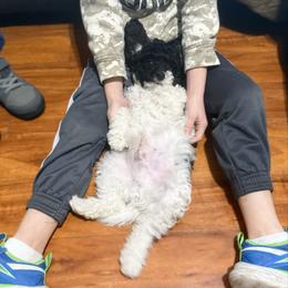 Harry F1b - Tri-color male Cavapoo puppy in Wamego, Kansas from Doodles of Oz