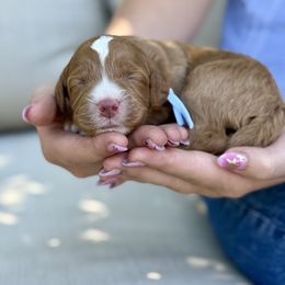Spaghetti - Red male Bernedoodle puppy in Murray, Utah from Sun Valley Doodles