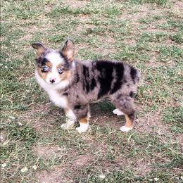 Demi - Blue merle female Miniature Australian Shepherd puppy in Muskogee, Oklahoma from Tagalong Lane Australian shepherds