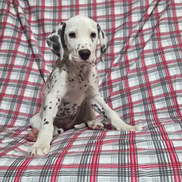 Limousin- Green LUA - White and black male Dalmatian puppy in Claremore, Oklahoma from Lotsofdots Dalmatians