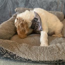 Cockapoo and Mastiff Puppies from MuddyBootsDoodles